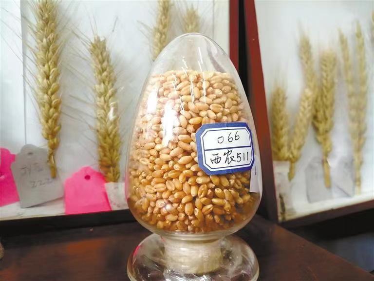 西農(nóng)629與西農(nóng)598 226萬(wàn)元成功轉(zhuǎn)讓?zhuān)苿?dòng)小麥育種新突破